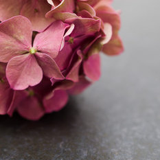 Pi Photography and Fine Art - "Close-Up Hydrangea on Slate" Nature Photo, Floral Wall Art 11"x14" - Photographs