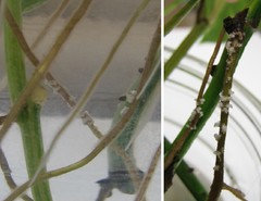 White growths on Pothos roots | Houzz Forum