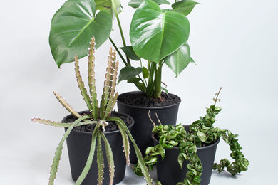 Plant Based Homewares