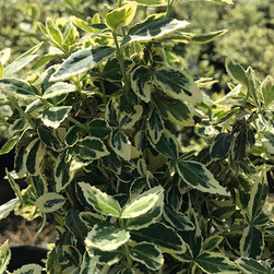 Current Featured Plants - Products