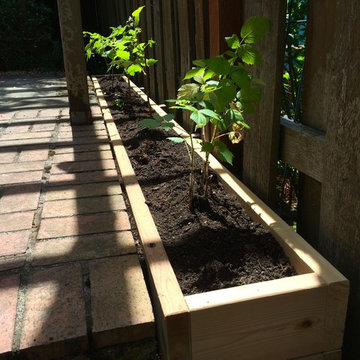 Raspberry bed