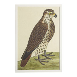 ALBIN BIRD ENGRAVING &ndash; LANNERET - Prints And Posters
