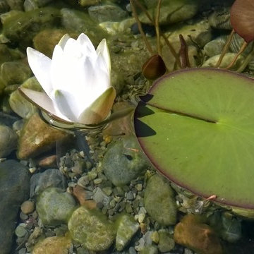 Natural Swimming Pool
