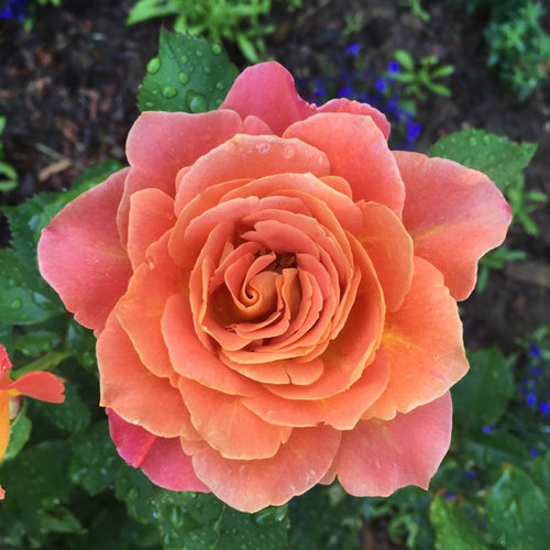 Rosie the Riveter rose blooming.