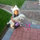lino_vlacic