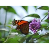 Donna Wassall's photo