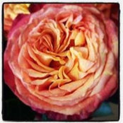 Jill Vegoe Baltrusch's photo