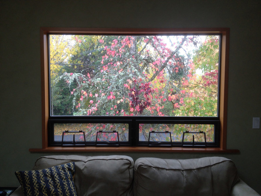 Sweet Gum tree