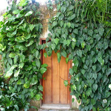 ivy