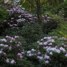 Dry River/Rain Garden