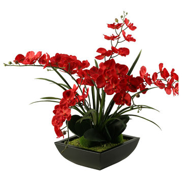 Deep Red Phael Orchids in Square Metal Planter