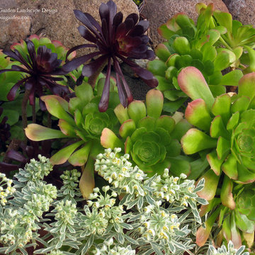 Plant Combinations - Northern California Gardens
