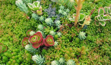 Wo der Mauerpfeffer wächst: Sedum, die Korallen des Festlands