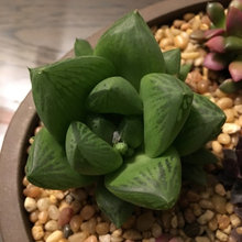 Succulents