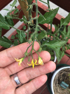Baby tomatoes or unpollinated ovaries? | Houzz Forum