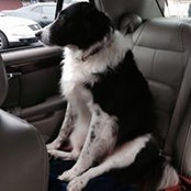 Patti Pole's photo