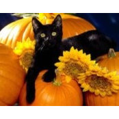 Ginny Sargent's photo