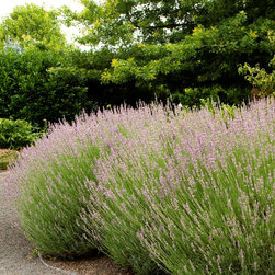 Provence French Lavender - Plants