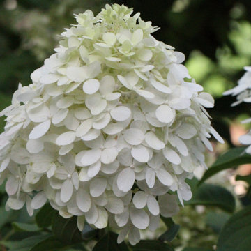 Potting Soil vs Garden Soil vs Raised Bed Soil -Dirty Dirt Soil Company Insights