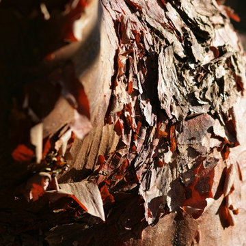 Autumn, Seed Heads & The Winter Landscape