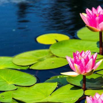 Floral Photography