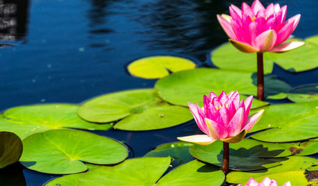 涼しげな水生植物とともに自然を感じる暮らし
