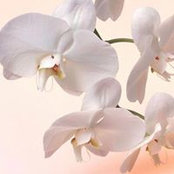 Mady Batchaeva's photo