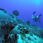 Henry Schultz's photo