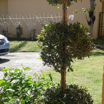 Couple’s dream Mediterranean landscape fulfilled