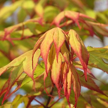 Japanese Maples