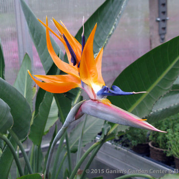 Tropicals