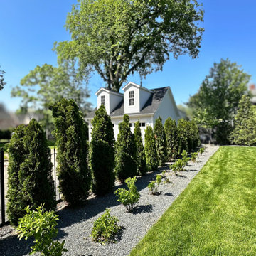 Emerald Green Arborvitae