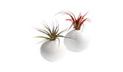 2-Piece Pebble Air Plant Set