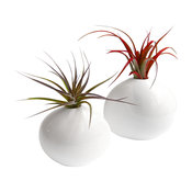 2-Piece Pebble Air Plant Set