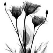 Amanda Barnard's photo