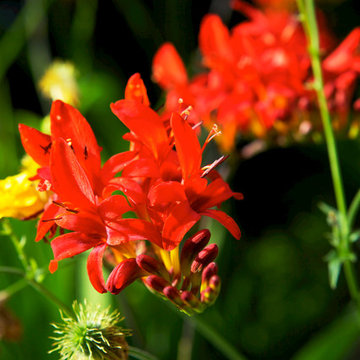 Country Garden