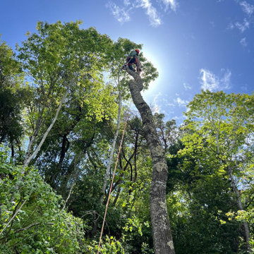 Lucatero Tree Services