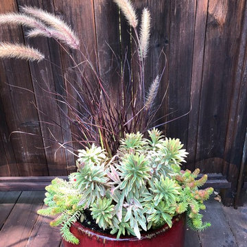 Container Plantings