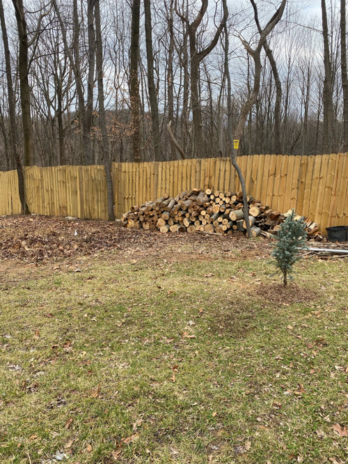 Spacing for Norway Spruce & River Birch