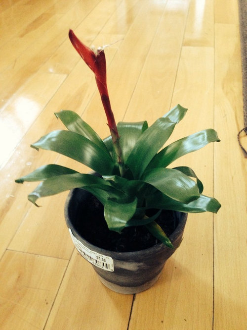 Bromelia Exotica 12 wood panel
