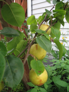 Apple (fruit only) pictures from your backyard orchards, please - #656 by  mamuang - Pictures! - Growing Fruit