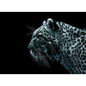 Omer Liran's photo