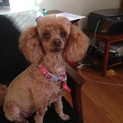 Helen Johnstone's photo