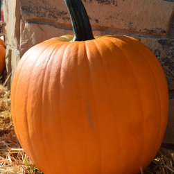 Harvest Festival - Products