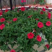 Foto de Donna Ingles OBryan
