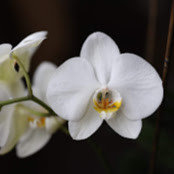 Raha Tabar's photo