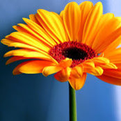 Thu Truong's photo