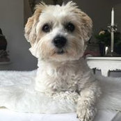 Dagi Korx's photo