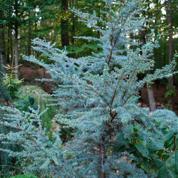 Horstmann Blue Atlas Cedar