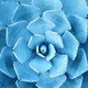 carolyn maas designs